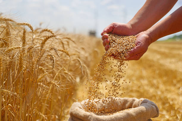 Hands pouring wheat grains in a field — the source of our flour